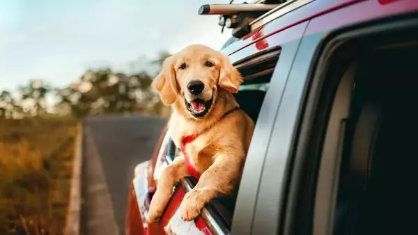 Guida Completa ai Viaggi Festivi con Animali Domestici: Auto, Treno e Aereo