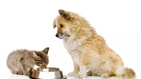 La Verità Sull'Alimentazione Canina: Un Dibattito tra Carnivoro e Onnivoro