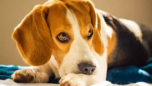 Cura della cute secca e della forfora in cani e gatti durante i mesi invernali: indicazioni e consigli utili