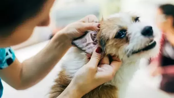 Addestramento Medico per Cani: Un Approccio Innovativo per la Salute Animale