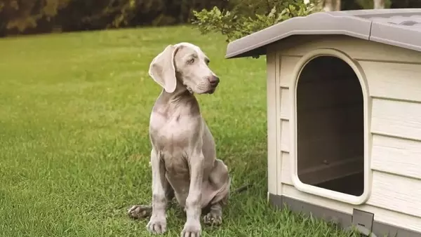 Cucce per Cani in Inverno: Comfort e Protezione dal Freddo Esterno