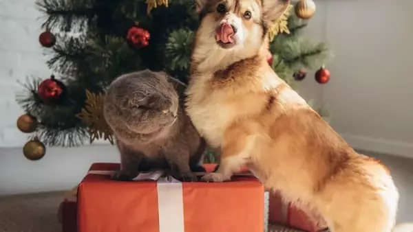Guida Essenziale alla Scelta di Giocattoli e Doni Benefici per Cani e Gatti