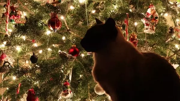 Festività serene con animali domestici: Guida alla preparazione della casa