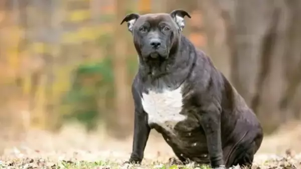 La salute del tuo cane: Combattere il sovrappeso per una vita più lunga e felice