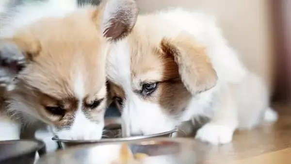 Alimentazione dei Cuccioli: Una Guida Completa per Crescita e Svezzamento Ottimali