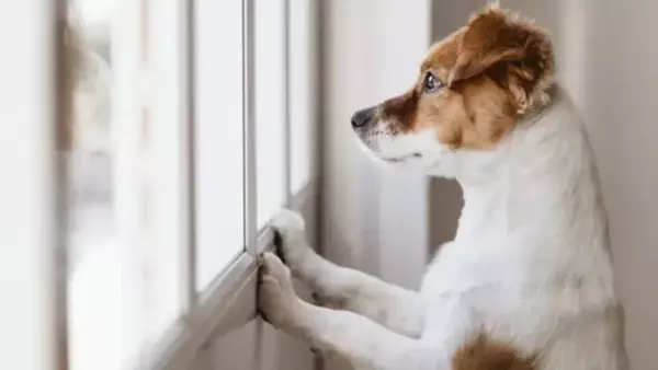 Addestrare i Cuccioli alla Solitudine: Una Guida per Genitori di Animali Domestici
