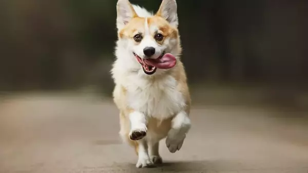L'Arte del Richiamo Canino: Oltre le Parole, il Linguaggio del Corpo