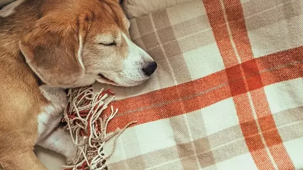 Il Comfort e la Coperta del Cane: Un Rifugio di Tranquillità Quotidiana