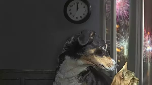 Festività Senza Stress per i Nostri Amici a Quattro Zampe: Guida al Benessere Animale