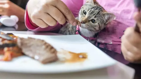 Evitare Pericoli Alimentari: Guida Completa per Proteggere Cani e Gatti durante le Feste