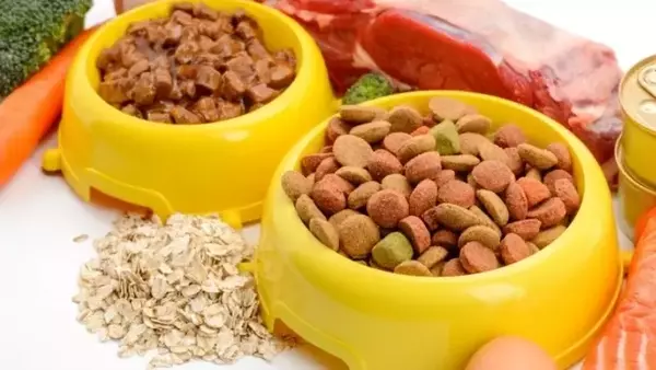 Cibo per Cani: Umido o Secco? Una Guida Completa
