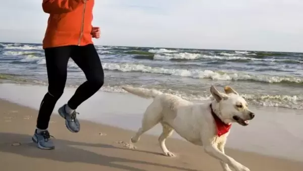 Iniziare a Fare Jogging con il Proprio Cane: Una Guida Graduale