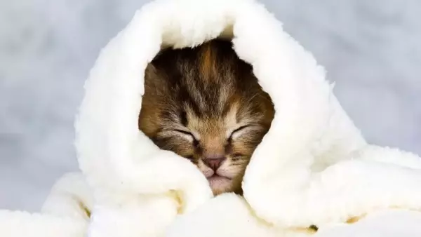 Come Salvaguardare i Cuccioli dai Rigori Invernali