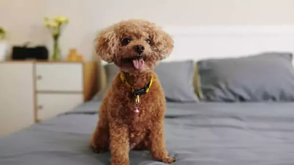 Garantire il Benessere del Tuo Cane in un Appartamento di Dimensioni Contenute: Una Guida Completa