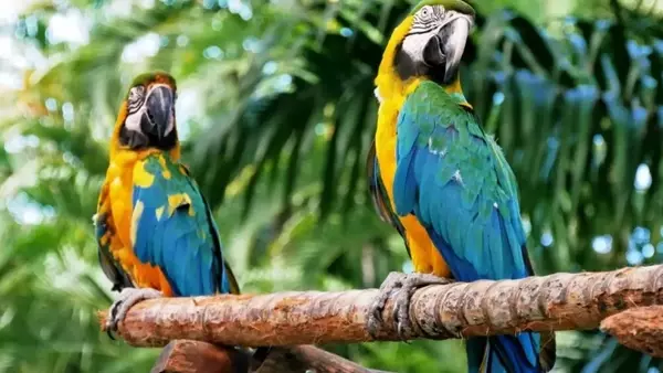 Malattie dei Pappagalli: Una Guida Completa per la Salute dei Vostri Compagni Alati