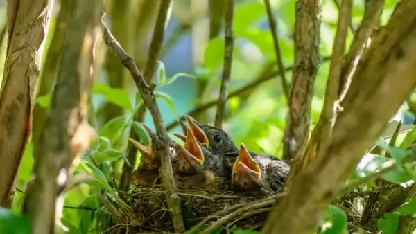 Guida Essenziale al Periodo di Nidificazione degli Uccelli e alla Loro Protezione