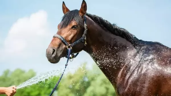 Gestione Equina Sotto il Sole Estivo: Strategie Essenziali per il Benessere del Cavallo