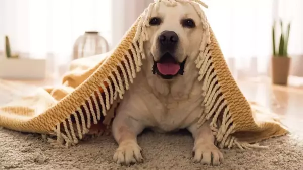 Cura del Cane Anziano in Inverno: Consigli per la Sua Salute