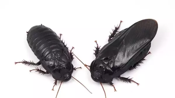 Cockroaches Show Evidence of Long-Term Pair Bonding Through Unique Ritual