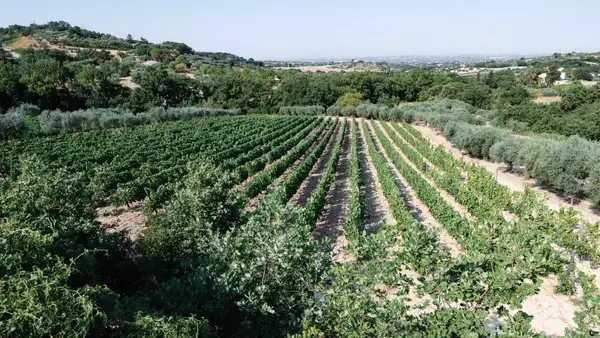 A Journey Through Sicily's Ragusa Province: Wine, Culture, and Culinary Delights