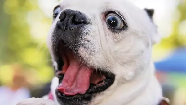 Cosa fare se il tuo cane viene punto da un'ape o una vespa