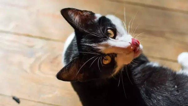 Il Significato Profondo dei "Doni" Felini: Comprendere il Comportamento del Tuo Gatto