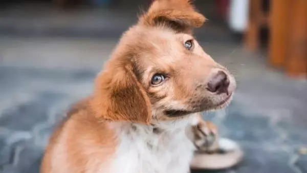 Il mio cane si gratta: Allergie o parassiti? Identificare la causa del prurito canino