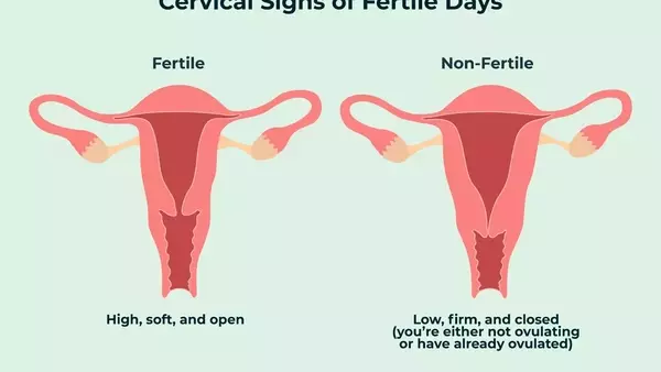 Understanding Your Cervix: A Guide to Self-Examination