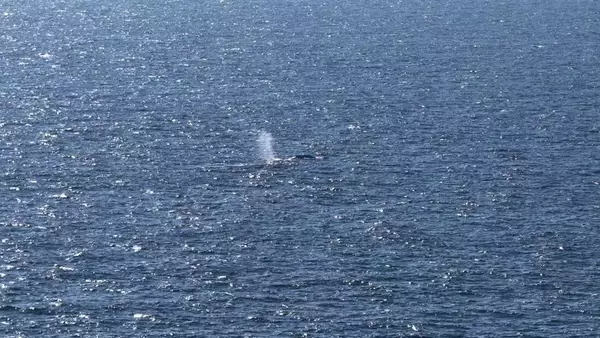 Timmy, the Humpback Whale, Returns to the Ocean After Weeks of Stranding