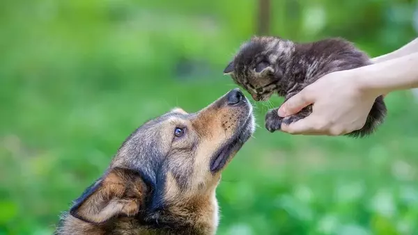 La Primavera e la Pelle degli Animali Domestici: Prevenzione e Cura delle Allergie Cutanee