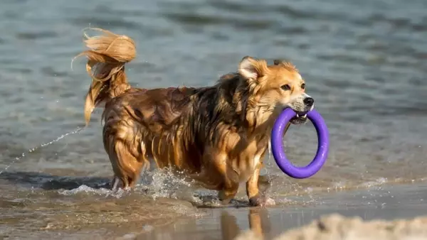 Cani e Ambienti Acquatici: Guida Completa per un Divertimento Sicuro