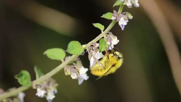 The Vital Role of Pollinators: Enhancing Human Health and Economic Stability