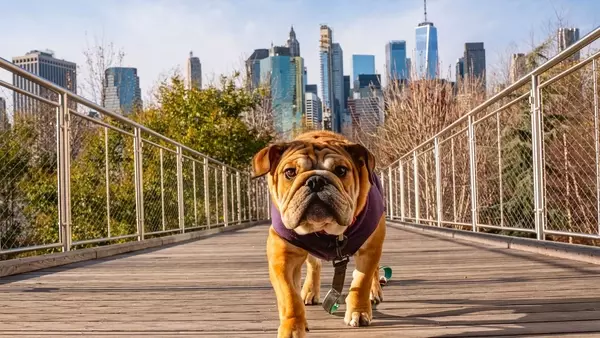 June's Top Dividend Dog: Verizon's Enduring Value