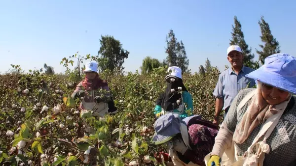 Egyptian Cotton: Weaving a Future of Traceability and Sustainability
