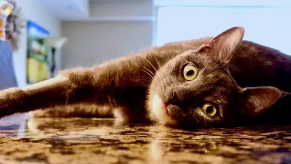 Come il caldo influenza il comportamento dei gatti e come proteggerli