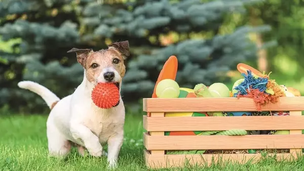Stimolare Mente dei Cuccioli: Giochi di Attivazione Mentale per Cani e Gatti in Estate