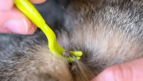 Rimozione Sicura delle Zecche dal Cane: Guida Essenziale