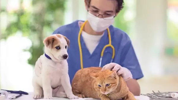 Disturbi Intestinali in Cani e Gatti: Un Pericolo Estivo Sottovalutato