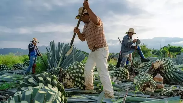 The Enhanced Paloma: A Refreshing Tequila Cocktail