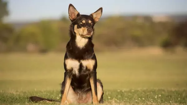 Il Pastore Australiano Kelpie: Un Compagno Instancabile e Fedele