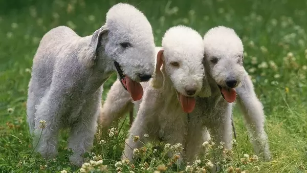 Il Bedlington Terrier: Un Eleganza Unica e un Cuore Coraggioso