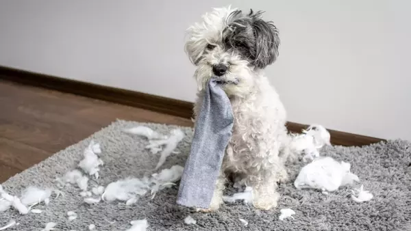 Il Bichon Havanese: Un Compagno Affettuoso e Leale