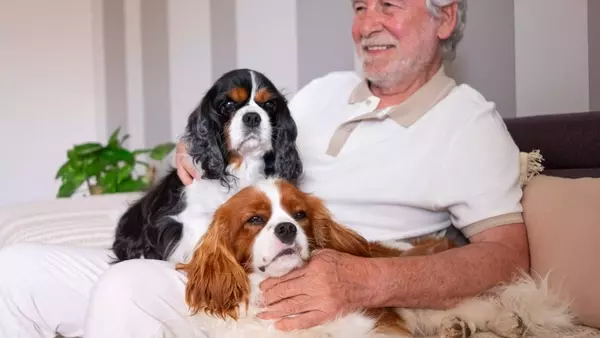 Cavalier King Charles Spaniel: Il Compagno Reale Perfetto