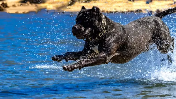 Cane Corso: Storia, Caratteristiche e Cura di una Razza Nobile