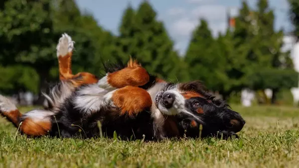 Il Bovaro del Bernese: Un Gigante Buono dalle Alpi Svizzere