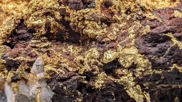 New Found Gold: Navigating Risk and Opportunity in Gold Exploration