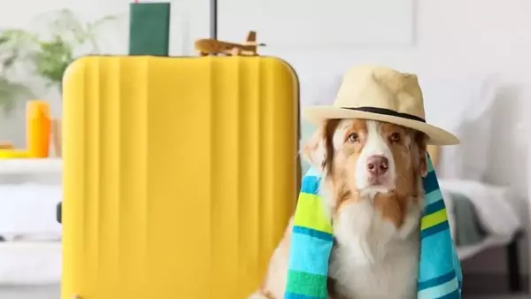 Prepararsi al meglio per le vacanze con i propri animali domestici
