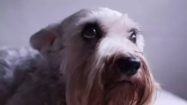 Perché alcuni cani temono i temporali estivi più di altri?