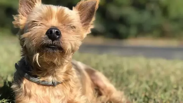 Esposizione al Sole per Cani e Gatti: Abbronzatura, Rischi e Consigli Utili