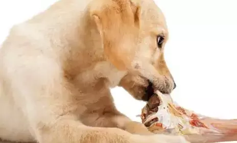 Ossa per Cani: Benefici, Rischi e Consigli per un'Alimentazione Sicura